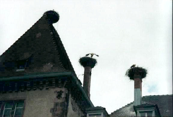 Lot of stork's nest at the Church